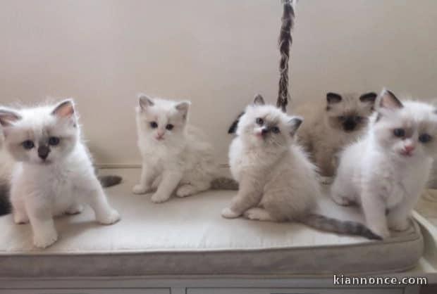 Magnifique chatons race pure Ragdoll