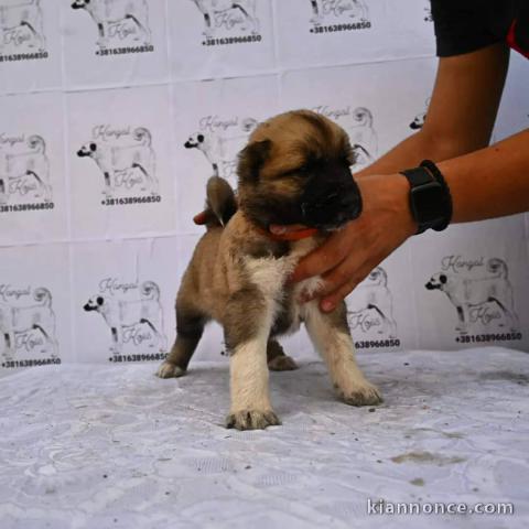 Kangal turc chiots à vendre