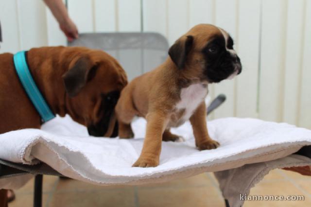 Chiots boxer Tres Urgent