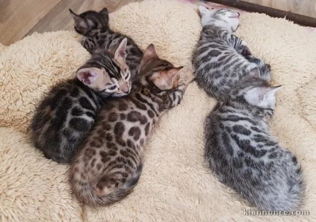 Chatons Bengal a donner contre bon soins 