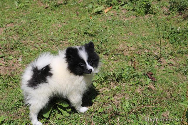 Don chiot spitz nain femelle blanche