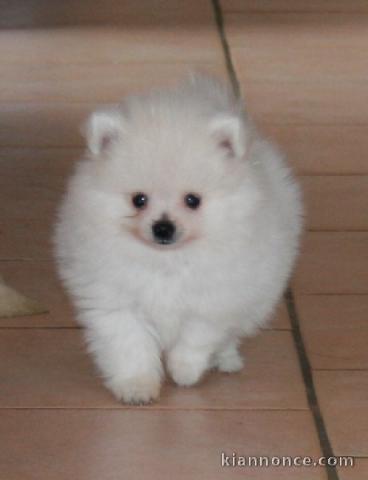 Don chiot spitz nain femelle blanche