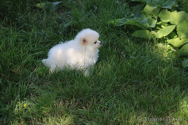 Don chiot spitz nain femelle blanche