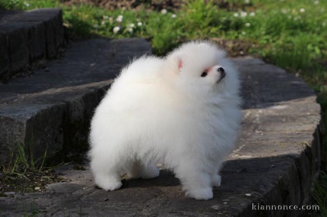 Don chiot spitz nain femelle blanche