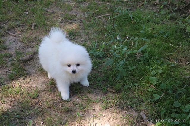 Don chiot spitz nain femelle blanche