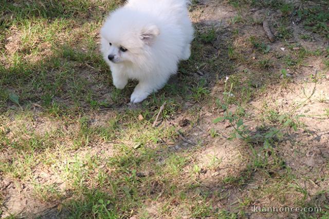 Don chiot spitz nain femelle blanche