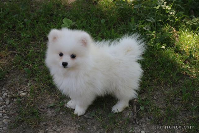 Don chiot spitz nain femelle blanche