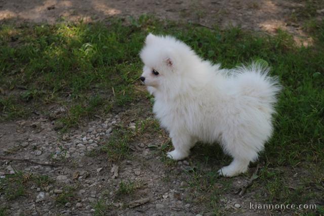 Don chiot spitz nain femelle blanche