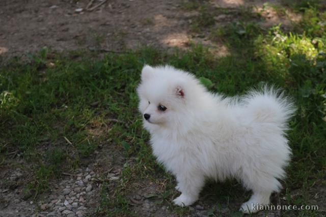 Don chiot spitz nain femelle blanche