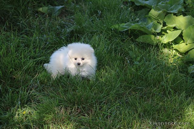 Don chiot spitz nain femelle blanche