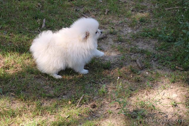 Don chiot spitz nain femelle blanche