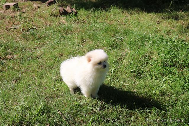 Don chiot spitz nain femelle blanche