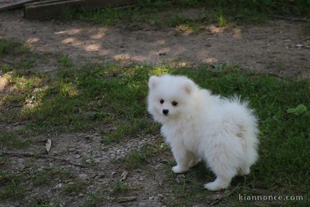 Don chiot spitz nain femelle blanche