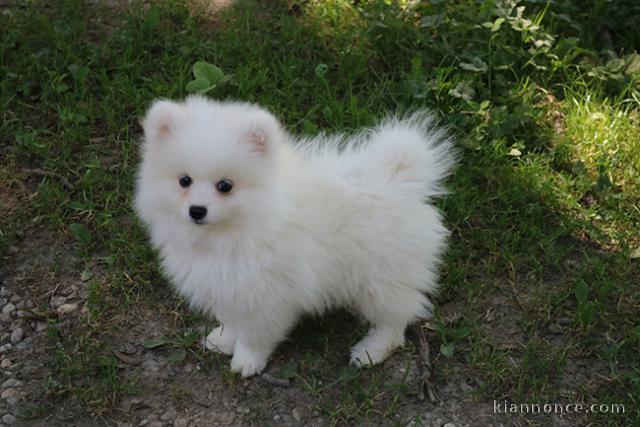 Don chiot spitz nain femelle blanche