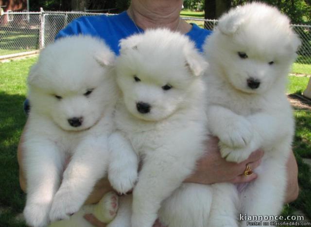 Magnifiques chiots samoyede males et femelle agés de trois mois