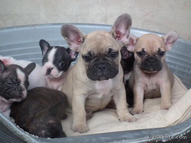 Adorables chiots bouledogues francais agés de trois mois