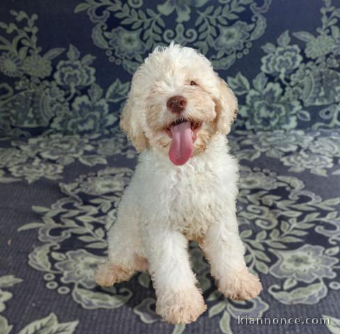 Lagotto Romagnolo chiots