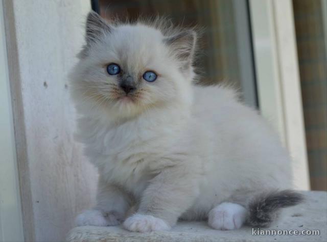 Chaton ragdoll a vendre 