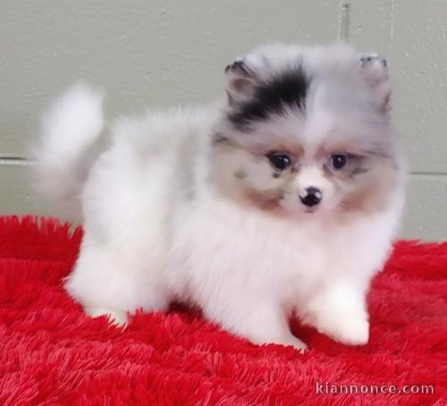 Gorgeous Pomeranian puppies