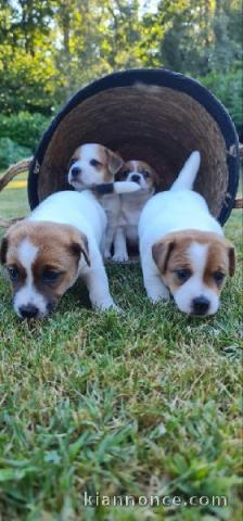 chiot jack russell terrier