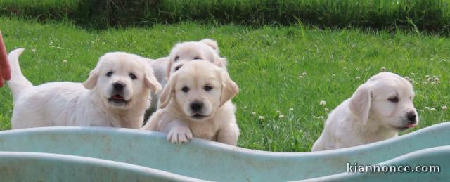 Chiots golden retriever inscrit au lof 