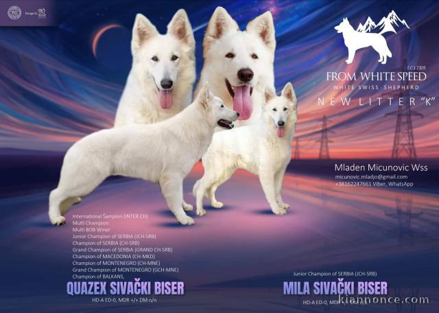 Berger Blanc Suisse chiots