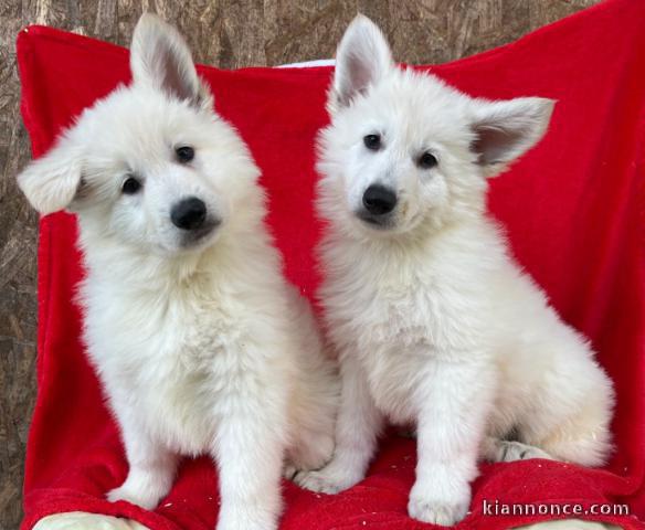 magnifiques chiots bergers blancs suisse 