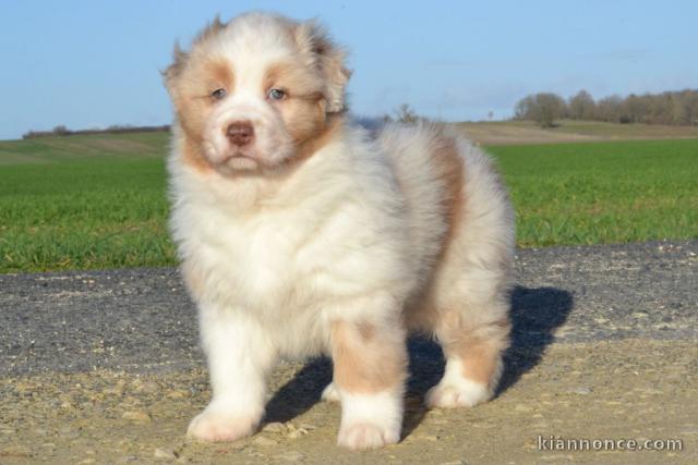 A donnez chiot berger australien femelle bleu merlé