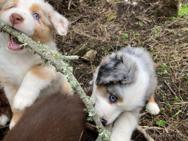 A donnez chiot berger australien femelle bleu merlé