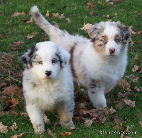 A donnez chiot berger australien femelle bleu merlé