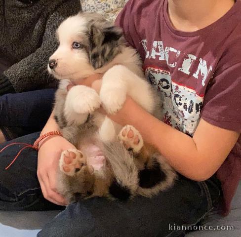 A donnez chiot berger australien femelle bleu merlé