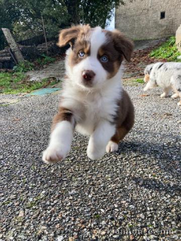 A donnez chiot berger australien femelle bleu merlé