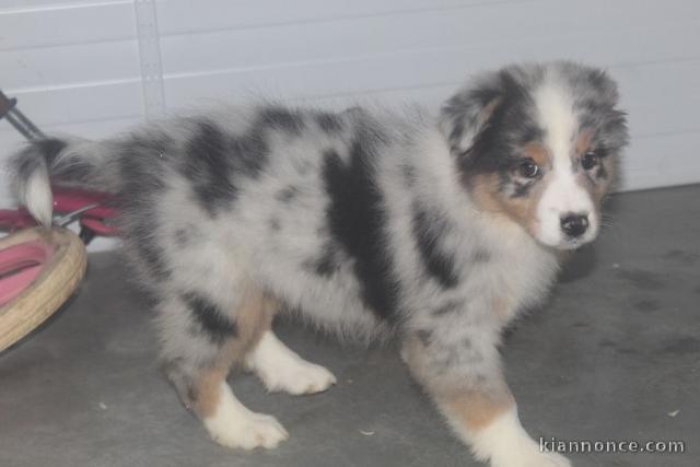 A donnez chiot berger australien femelle bleu merlé