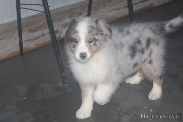 A donnez chiot berger australien femelle bleu merlé