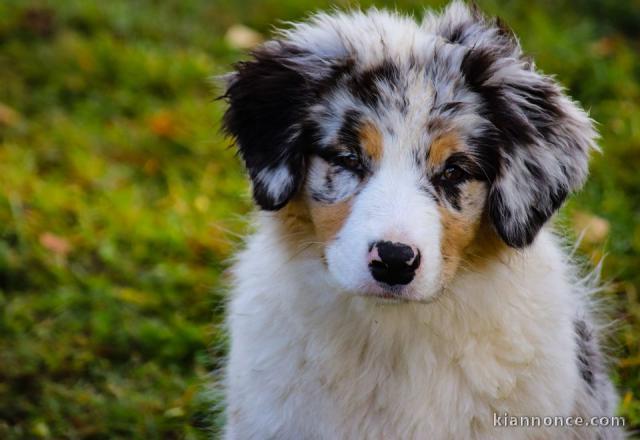 A donnez chiot berger australien femelle bleu merlé