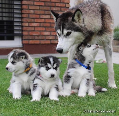  chiots de race Husky Sibériens de