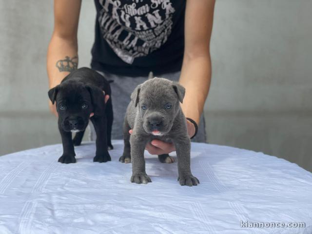 Cane Corso chiots à vendre