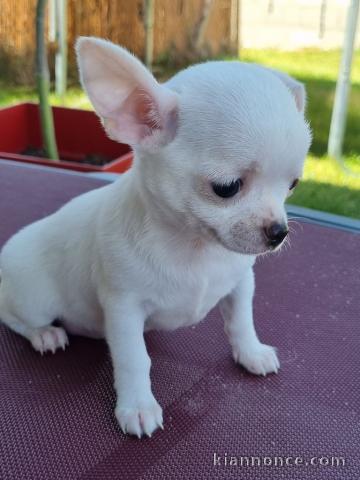 Chiots chihuahua blanche crème 3 mâles et 1 femelle