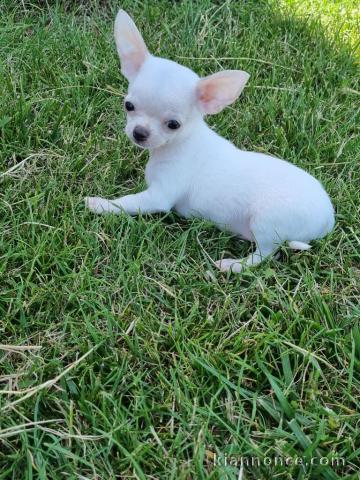 Chiots chihuahua blanche crème 3 mâles et 1 femelle