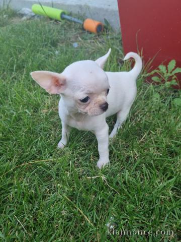 Chiots chihuahua blanche crème 3 mâles et 1 femelle