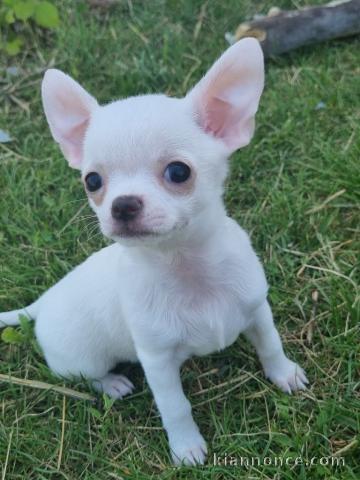 Chiots chihuahua blanche crème 3 mâles et 1 femelle