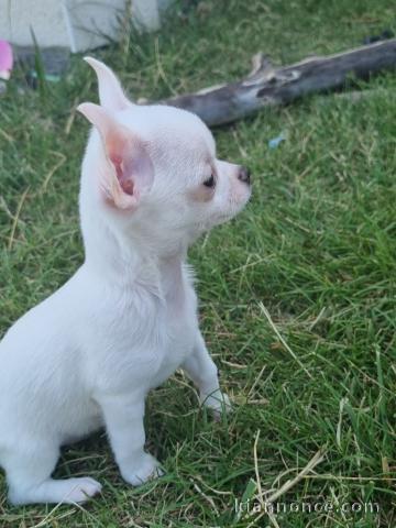 Chiots chihuahua blanche crème 3 mâles et 1 femelle