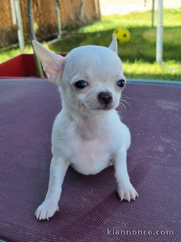 Chiots chihuahua blanche crème 3 mâles et 1 femelle