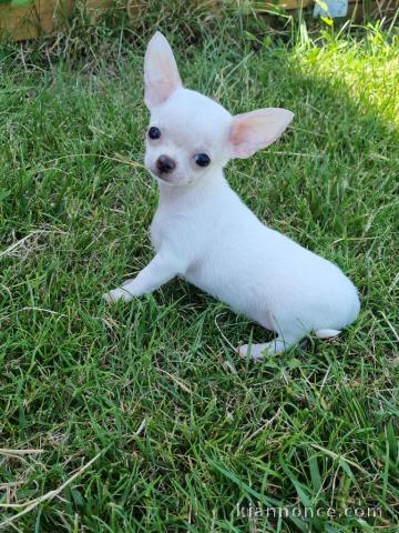 Chiots chihuahua blanche crème 3 mâles et 1 femelle