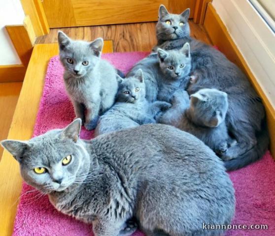 Magnifiques chatons chartreux ,