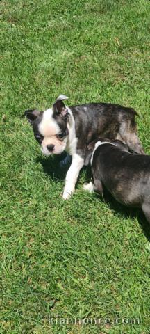 chiots boston terrier