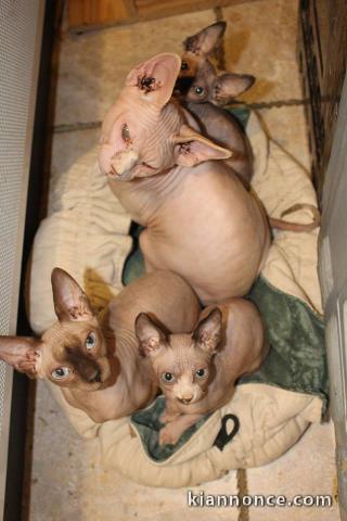 chatons sphynx agés de 3 mois d\