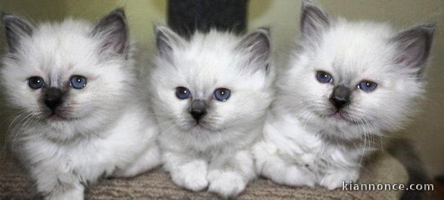 chatons sacré de birmanie 