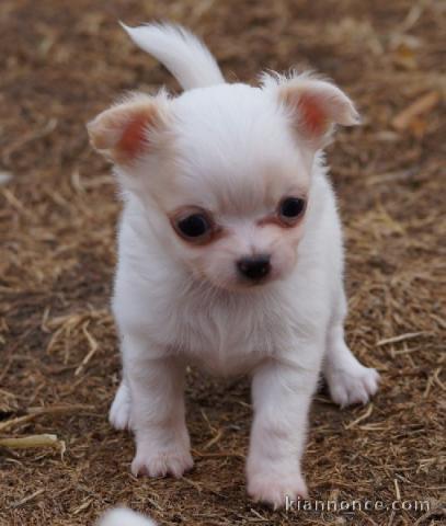 Chiot chihuahua femelle et mâle à adopter