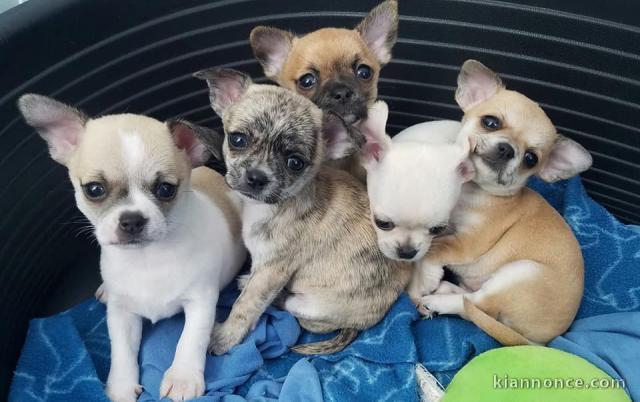 Chiot chihuahua femelle et mâle à adopter